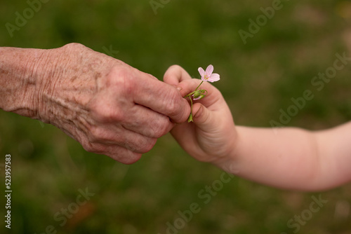 Closeup of grandmother's hand and child's hand sharing a flower blossom