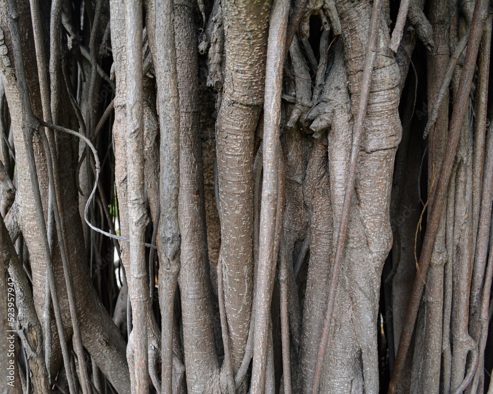 Close-up of dried tree branches. Pattern and texture photography. Close-up of dried tree branches. Pattern and texture photography.