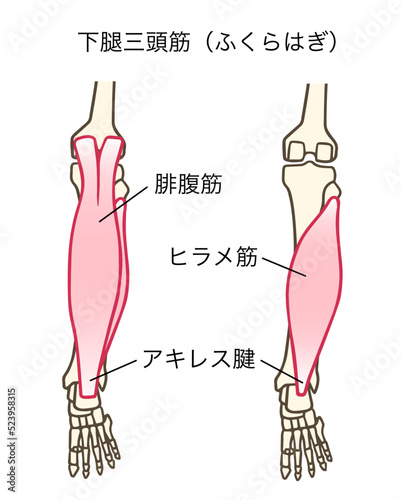 腓腹筋とヒラメ筋、下腿三頭筋、アキレス腱、ふくらはぎ、名称あり