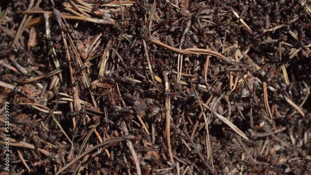 Close Up Shot Of Swarming Formica Rufa Ants On Pine Needle Anthill Close Up Shot Of Swarming Formica Rufa Ants On Pine Needle Anthill