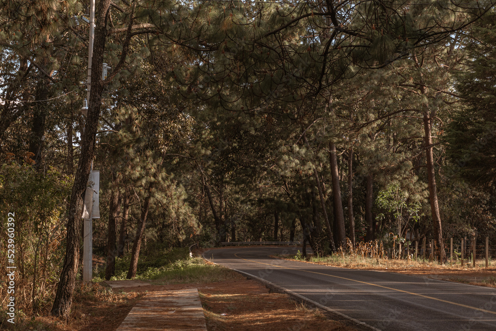 carretera perdida en medio del bosque