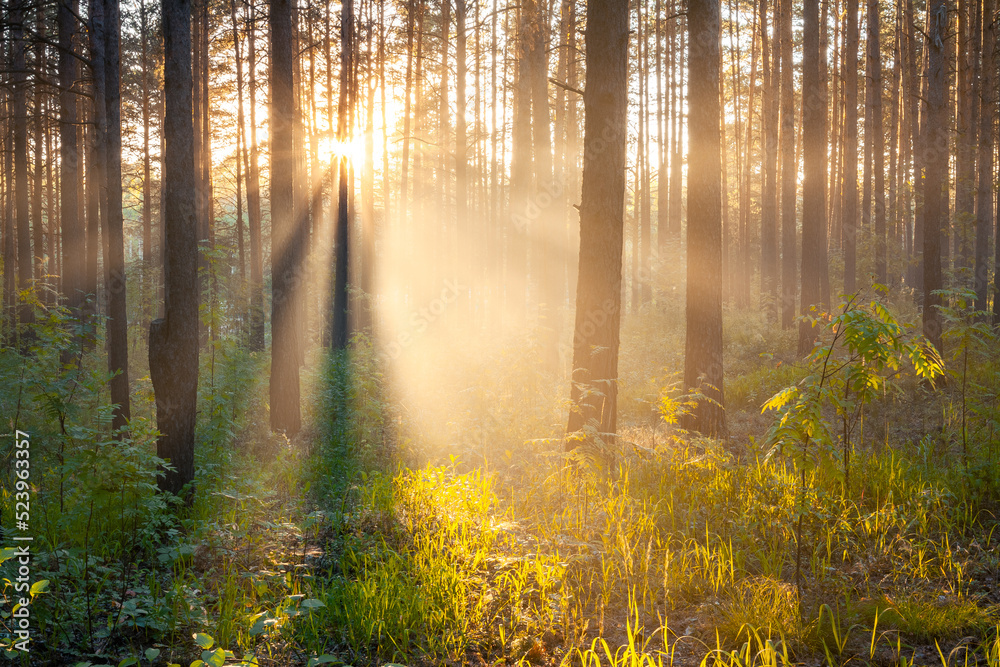 Naklejka premium sunset in the forest