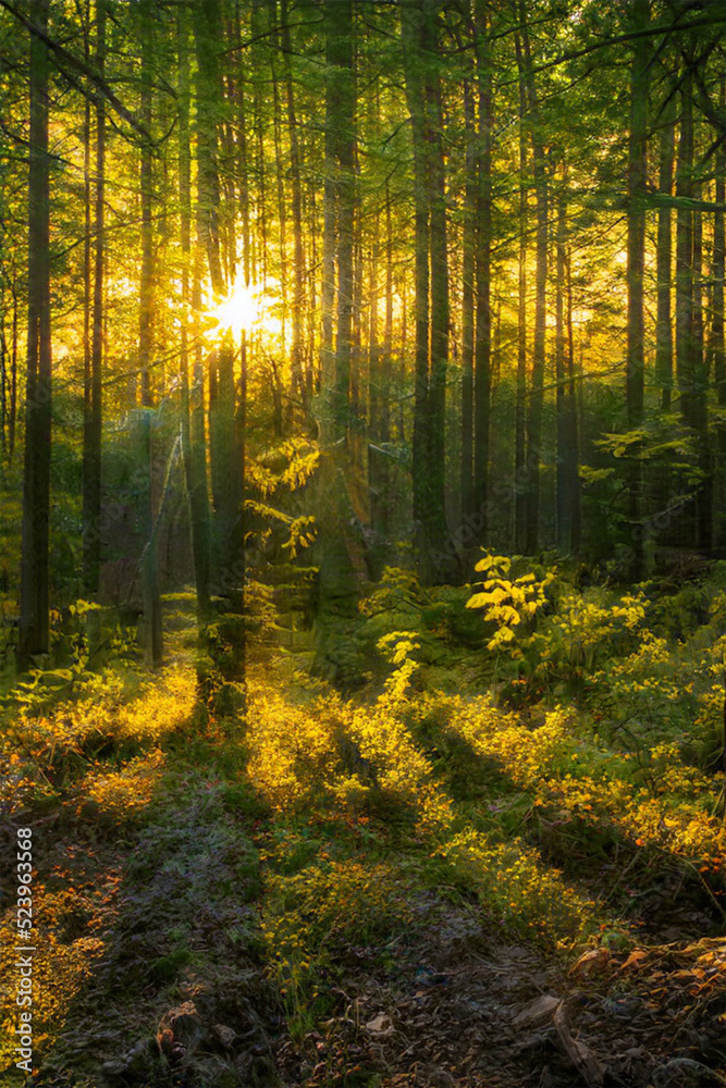 Magical sunset in the forest.