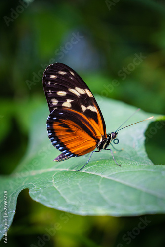 butterfly on leaf © Erick