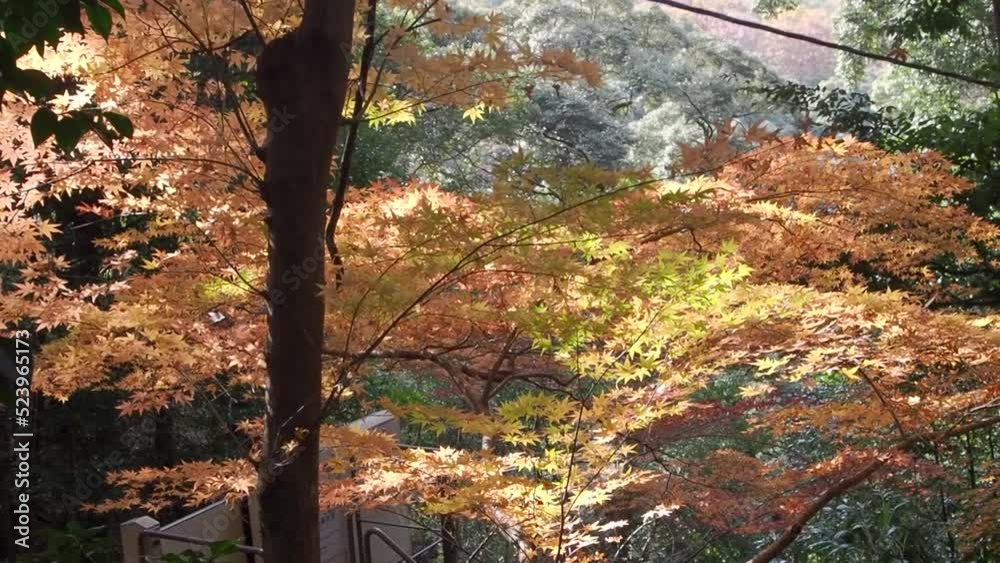 Colorful autumn leaves in the mountain