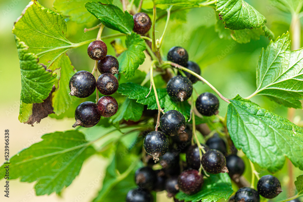 Macro shot of ripening blackcurrant berries in the garden. high quality photo Macro shot of ripening blackcurrant berries in the garden. high quality photo