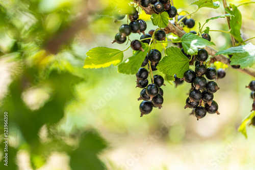 Beautiful black ripe currant on a branch in the garden on a green background