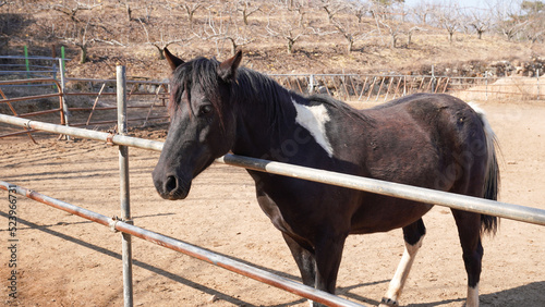 horse in the pasture