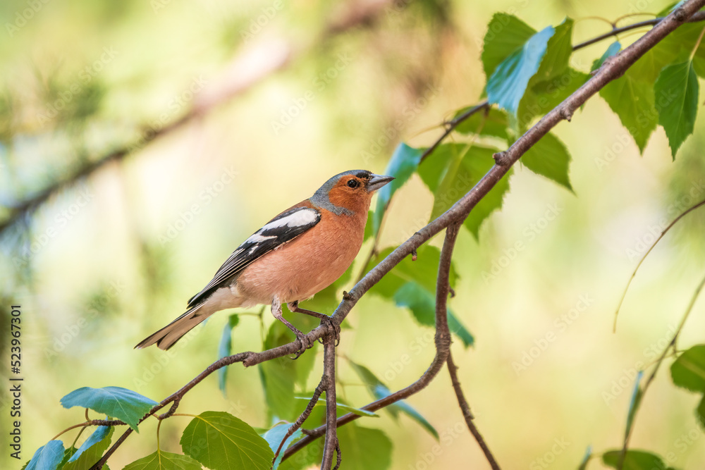 Common chaffinch, Fringilla coelebs, sits on a branch in spring on green background. Common chaffinch in wildlife.