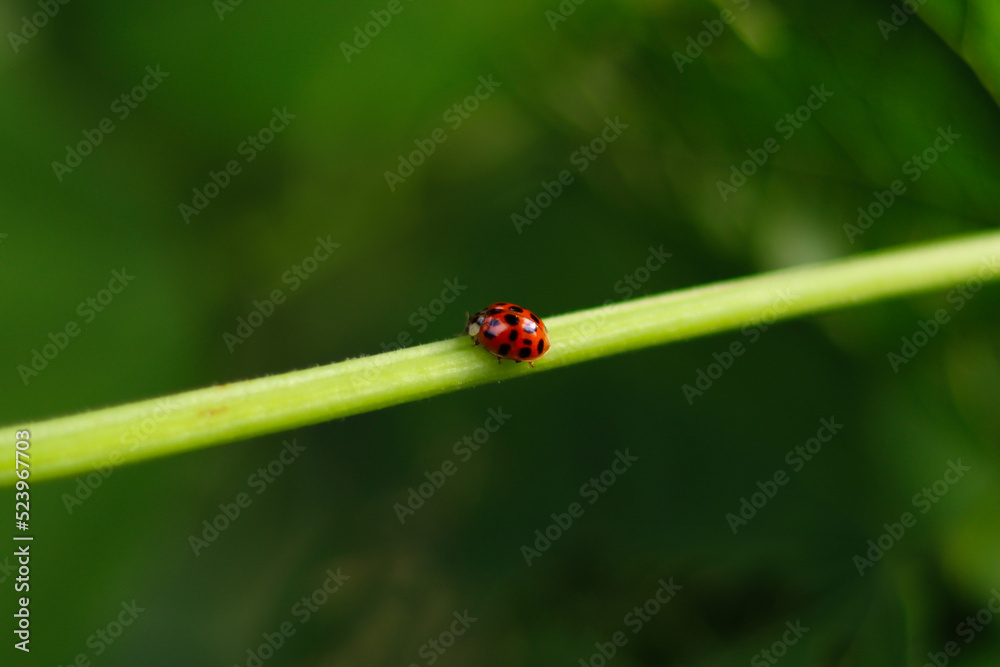 ladybug on leaf ladybug on leaf