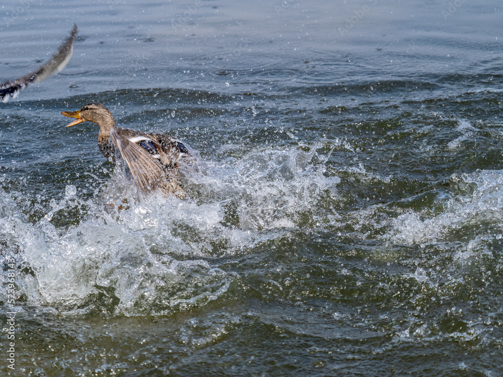 Fototapeta premium Two wild ducks on the river are fighting for a piece of bread