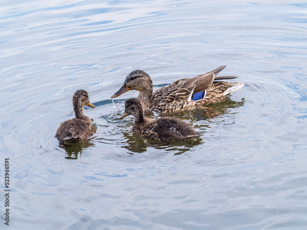 A family of ducks, a duck and its little ducklings are swimming in the water. The duck takes care of its newborn ducklings. Mallard, lat. Anas platyrhynchos A family of ducks, a duck and its little ducklings are swimming in the water. The duck takes care of its newborn ducklings. Mallard, lat. Anas platyrhynchos
