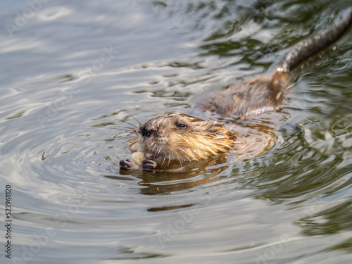 Muskrat, Ondatra zibethicuseats swiming at the surface of the lake water. © Dmitrii Potashkin