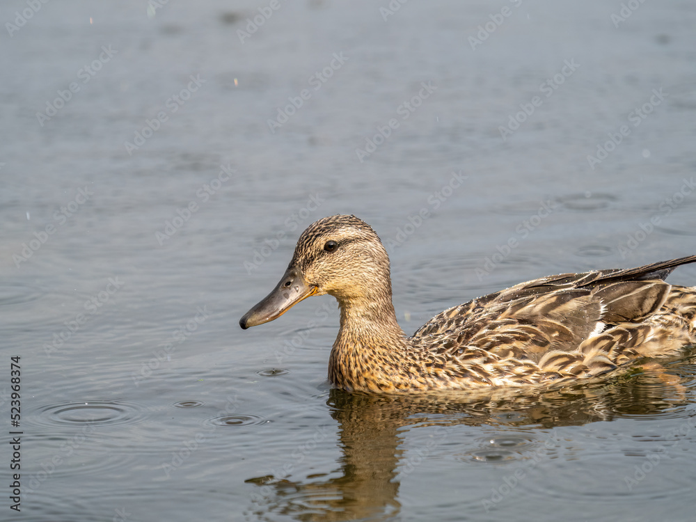Mallard female Duck swims in the pond in the rain. Mallard female Duck swims in the pond in the rain.