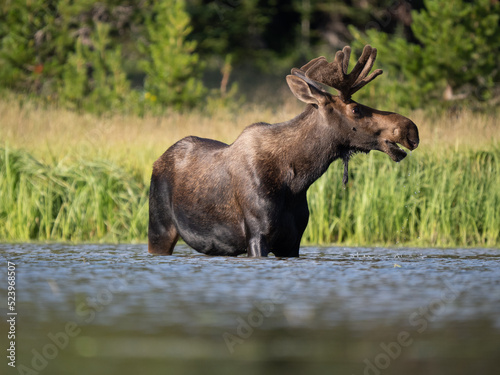Bull moose feeding in a lake © Jeff