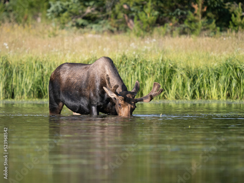 Bull moose with it s head in the water