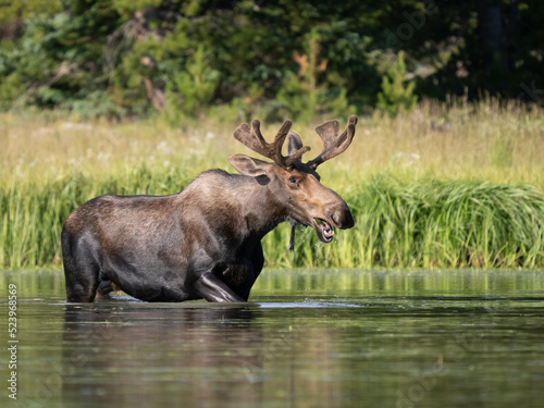 Bull Moose Walking in a Mountain Lake