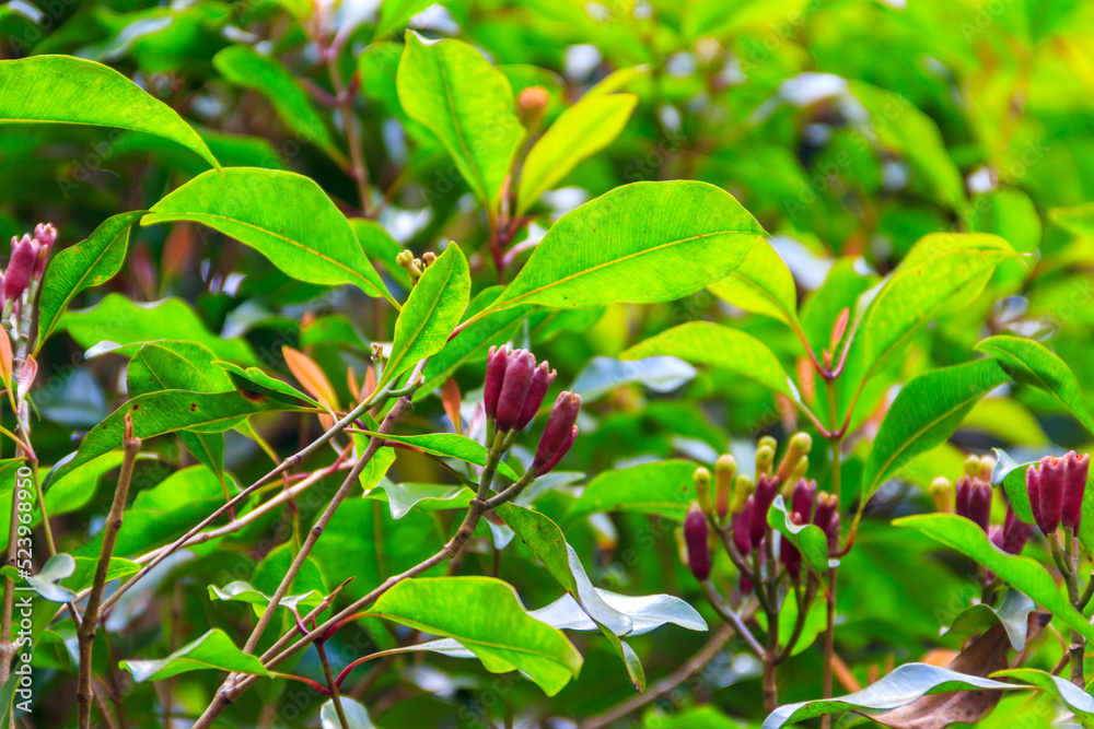 Clove tree (Syzygium aromaticum) with aromatic flower buds in bloom growing in spice farm in Zanzibar, Tanzania Clove tree (Syzygium aromaticum) with aromatic flower buds in bloom growing in spice farm in Zanzibar, Tanzania