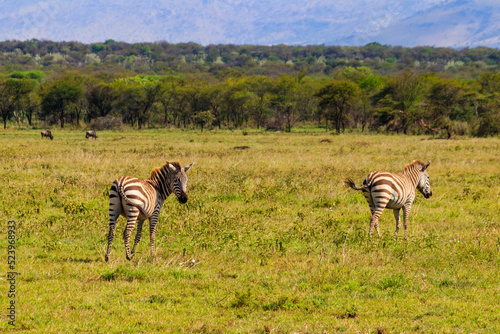 Pair of zebras in savanna in Serengeti national park in Tanzania. Wildlife of Africa