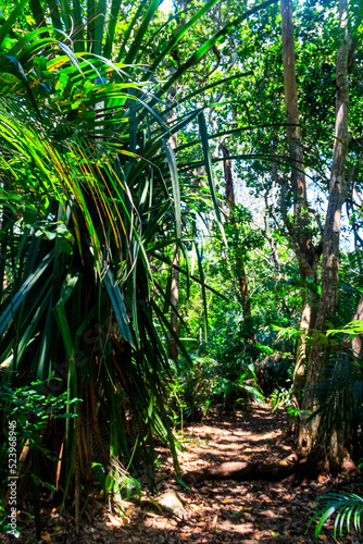 View of Jozani forest in Zanzibar  Tanzania