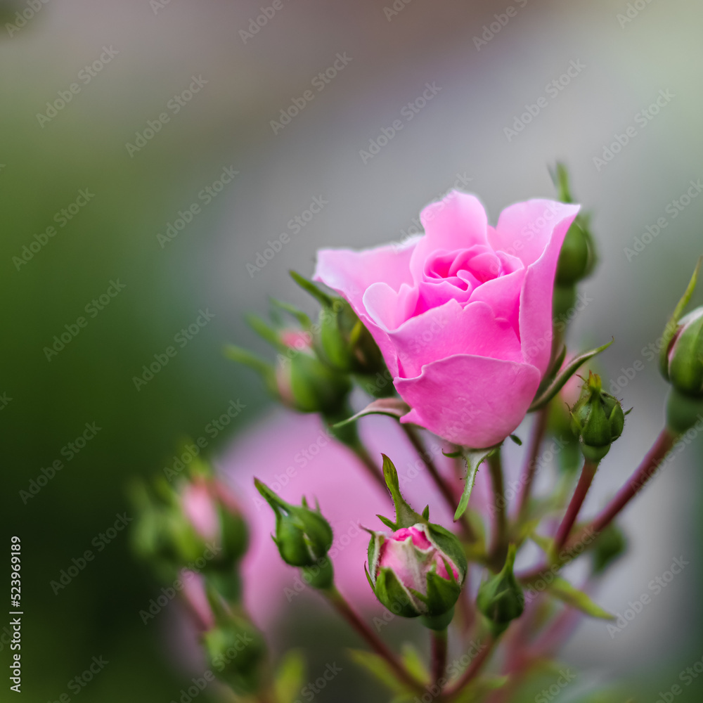 Pink rose Bonica with buds in the garden. Perfect for background of greeting cards