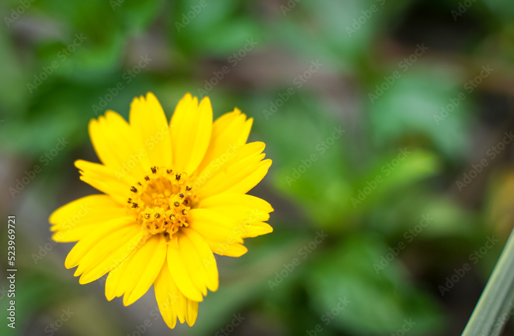 Beautiful bright yellow pollen in the garden waiting for insects. Beautiful bright yellow pollen in the garden waiting for insects.