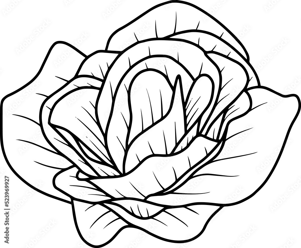 Hand Drawn Rose Flower Illustration
Hand Drawn Rose Flower Illustration