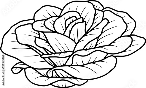 Hand Drawn Flower Sketch Line Art 