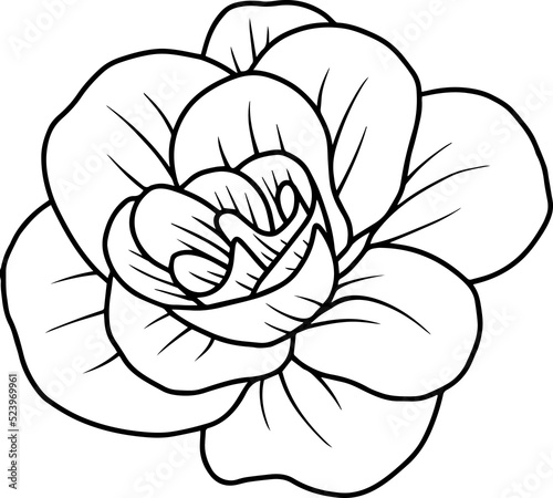 Hand Drawn Rose Flower Illustration 