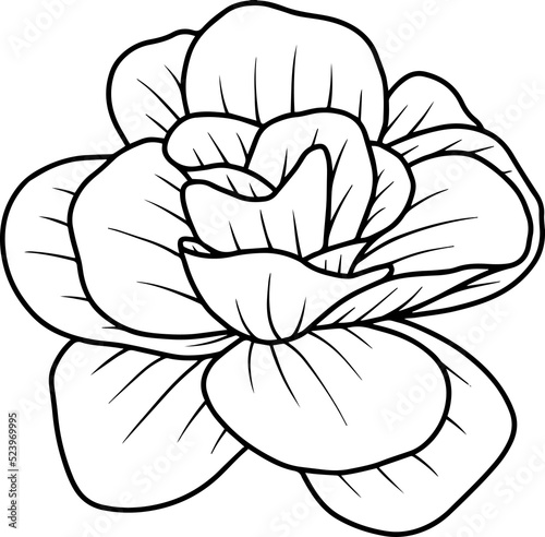 Hand Drawn Rose Flower Sketch Line Art