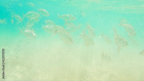 School Of Silverfish Swimming On The Ocean Floor In Fuerteventura, Canary Islands, Spain. underwater photo