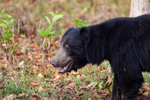 Sloth Bear looking for the food on the leafy ground of Tadoba National Park photo