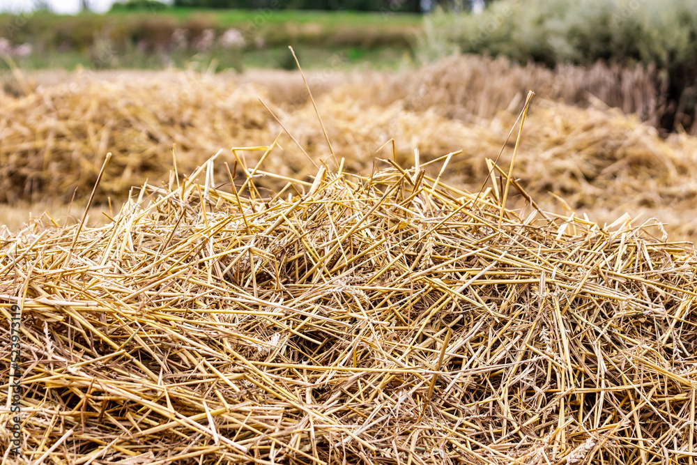 Straw after harvesting wheat. Close-up. Natural natural background. Straw - as feed and bedding for livestock. Straw after harvesting wheat. Close-up. Natural natural background. Straw - as feed and bedding for livestock.