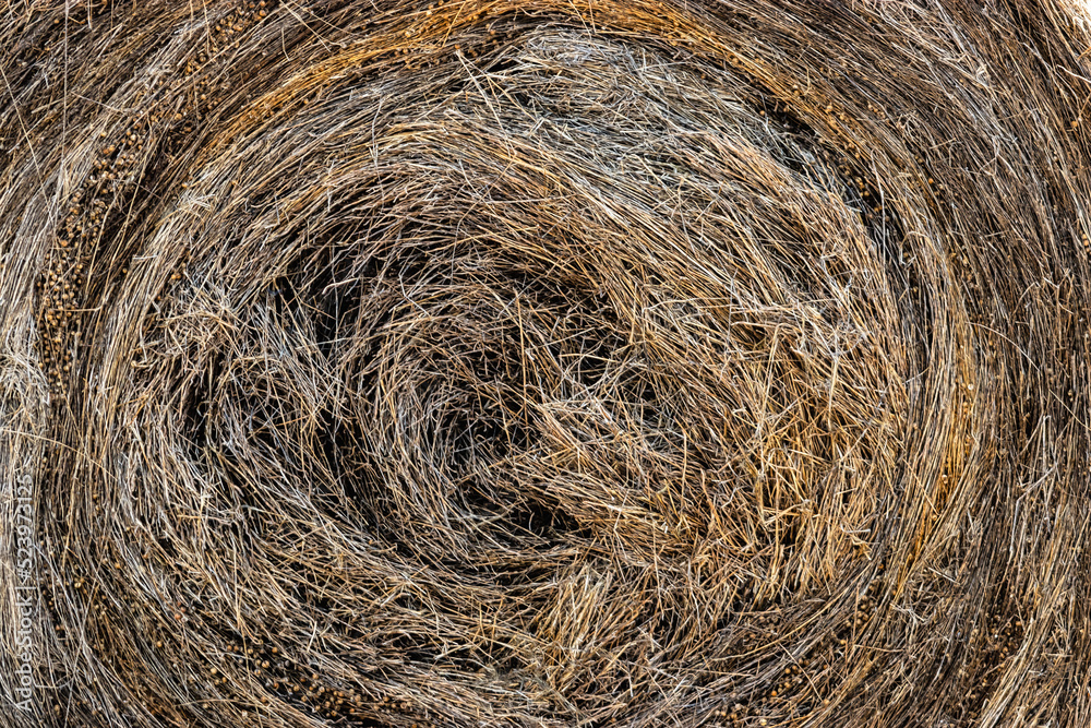 Bales of harvested flax in a summer field. Linum. Close-up. A plant from which oil and clothing are made. Important agricultural crop. Bales of harvested flax in a summer field. Linum. Close-up. A plant from which oil and clothing are made. Important agricultural crop.