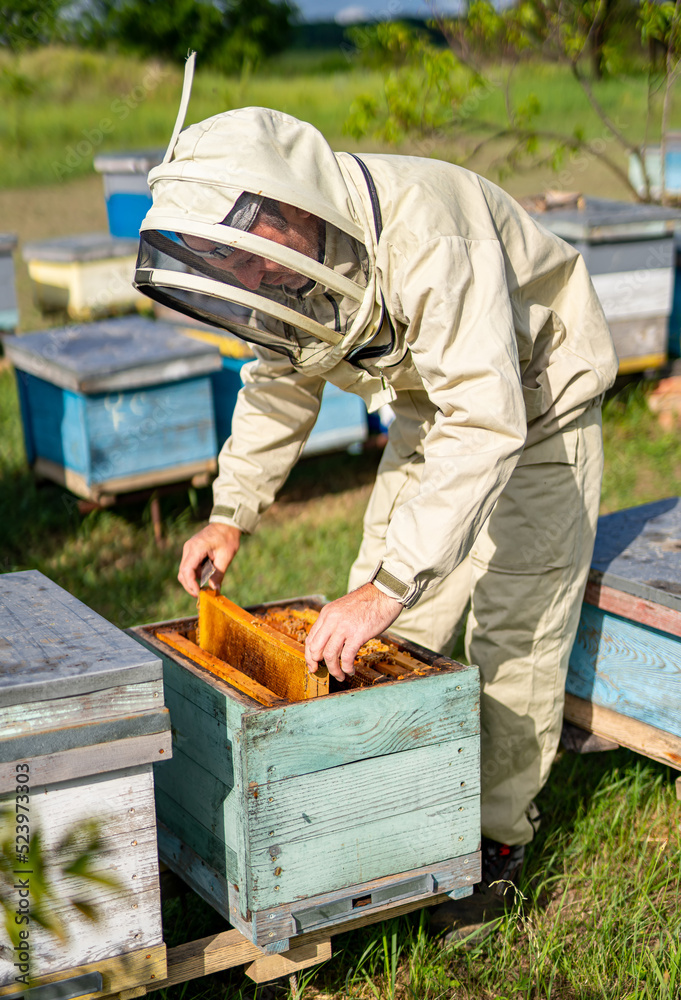 Apiarist in protective suit working with honeycombs. Beekeeping cloth protection.