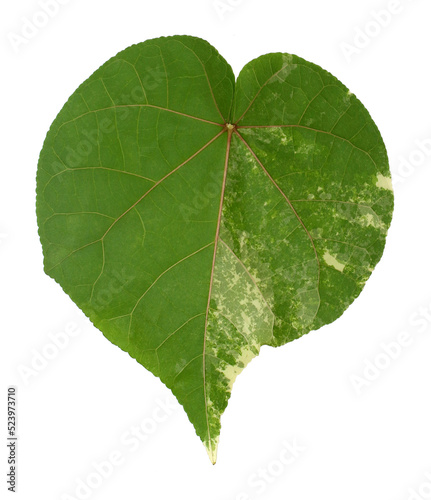 front and back green leaf with veins texture background on transparent png file
