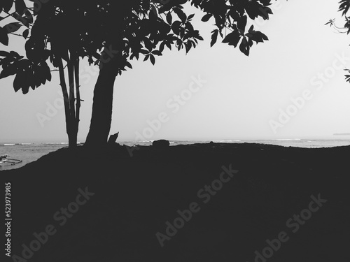 silhouette of a tree on the beach landscape
