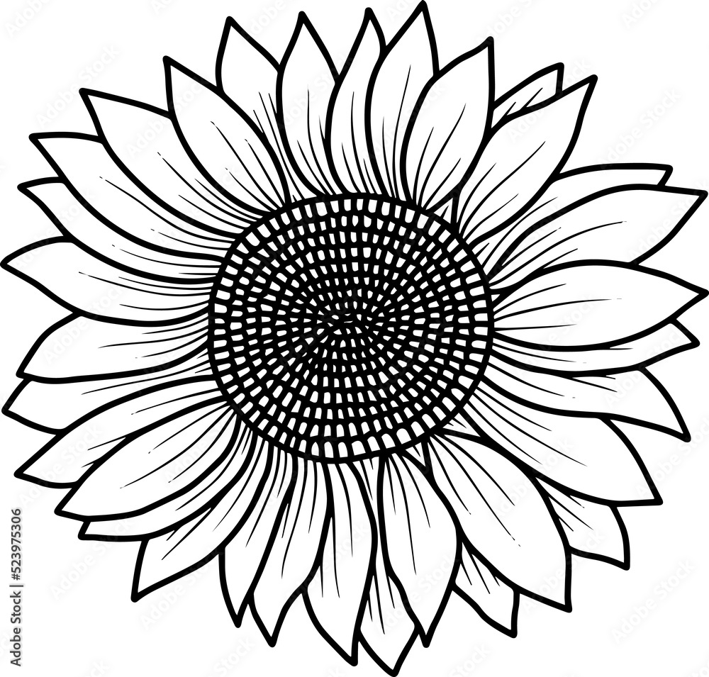 Sunflower Line Art Illustration
Sunflower Line Art Illustration