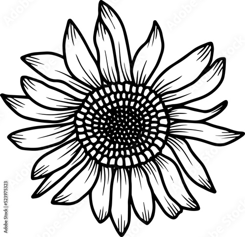 Sunflower Hand Drawn Sketch Line Art Illustration 