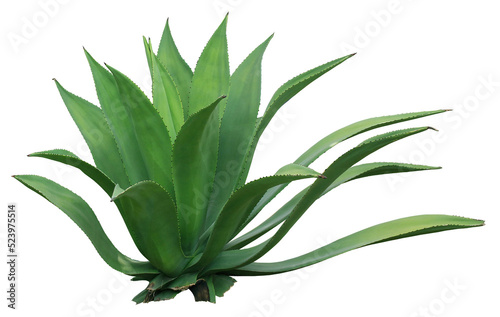 clump cactus palm tree leaf on transparent background png file photo