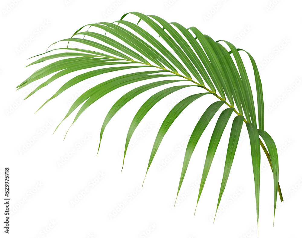 tropical green palm leaf isolated on transparent for summer background png file - obrazy, fototapety, plakaty 