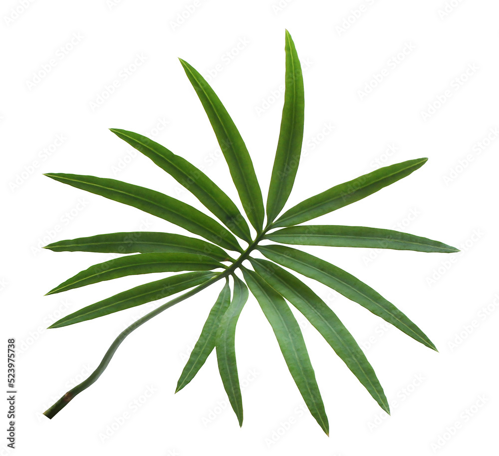 palm tree leaf on transparent background png file palm tree leaf on transparent background png file