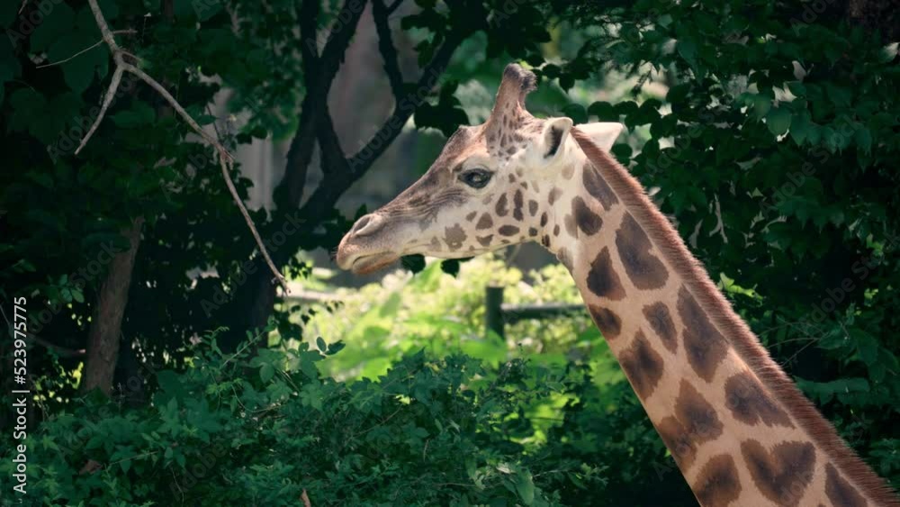 Giraffe side view face close-up standing in dense forest Giraffe side view face close-up standing in dense forest