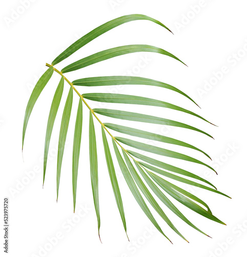 tropical green palm leaf isolated on transparent for summer background png file