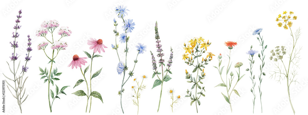 Beautiful floral set with watercolor hand drawn summer wild field flowers. Stock illustration. Clip art. - obrazy, fototapety, plakaty 