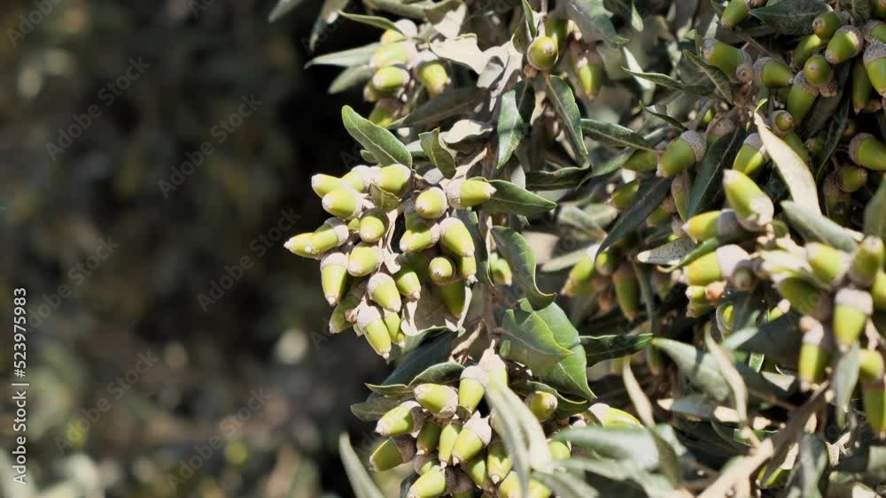Detail of olive tree (Olea europaea) with moving green branches in slight breeze Detail of olive tree (Olea europaea) with moving green branches in slight breeze