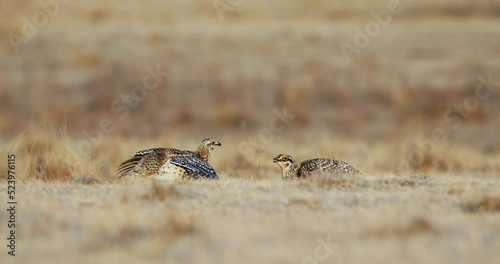 Sharp-tailed Grouse on lek competing for dominance, low angle static photo