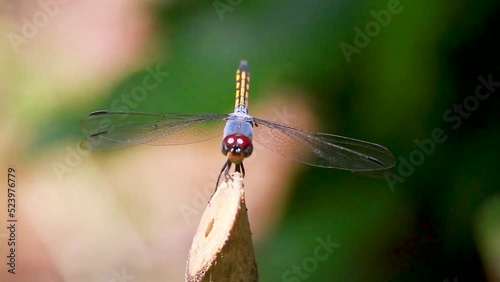 Dragonfly Closeup Macro Video Blue Pursuer Potamarcha congener Insect Hunter Predator photo