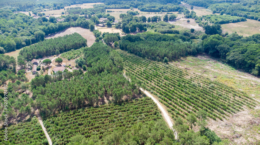 Forêt des Landes, France, vue aérienne Forêt des Landes, France, vue aérienne