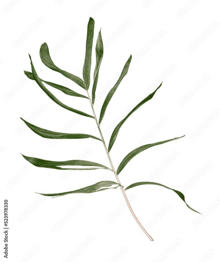 Naklejka premium Green leaf of palm tree isolated on transparent background png file